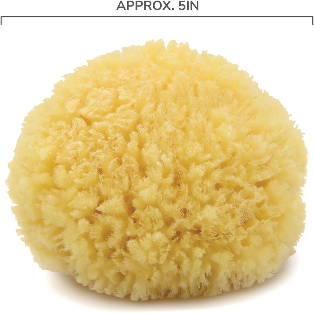 Neptune Caribbean Sea Sponge, Hand Cut, Medium, Approx. 5-6 inches